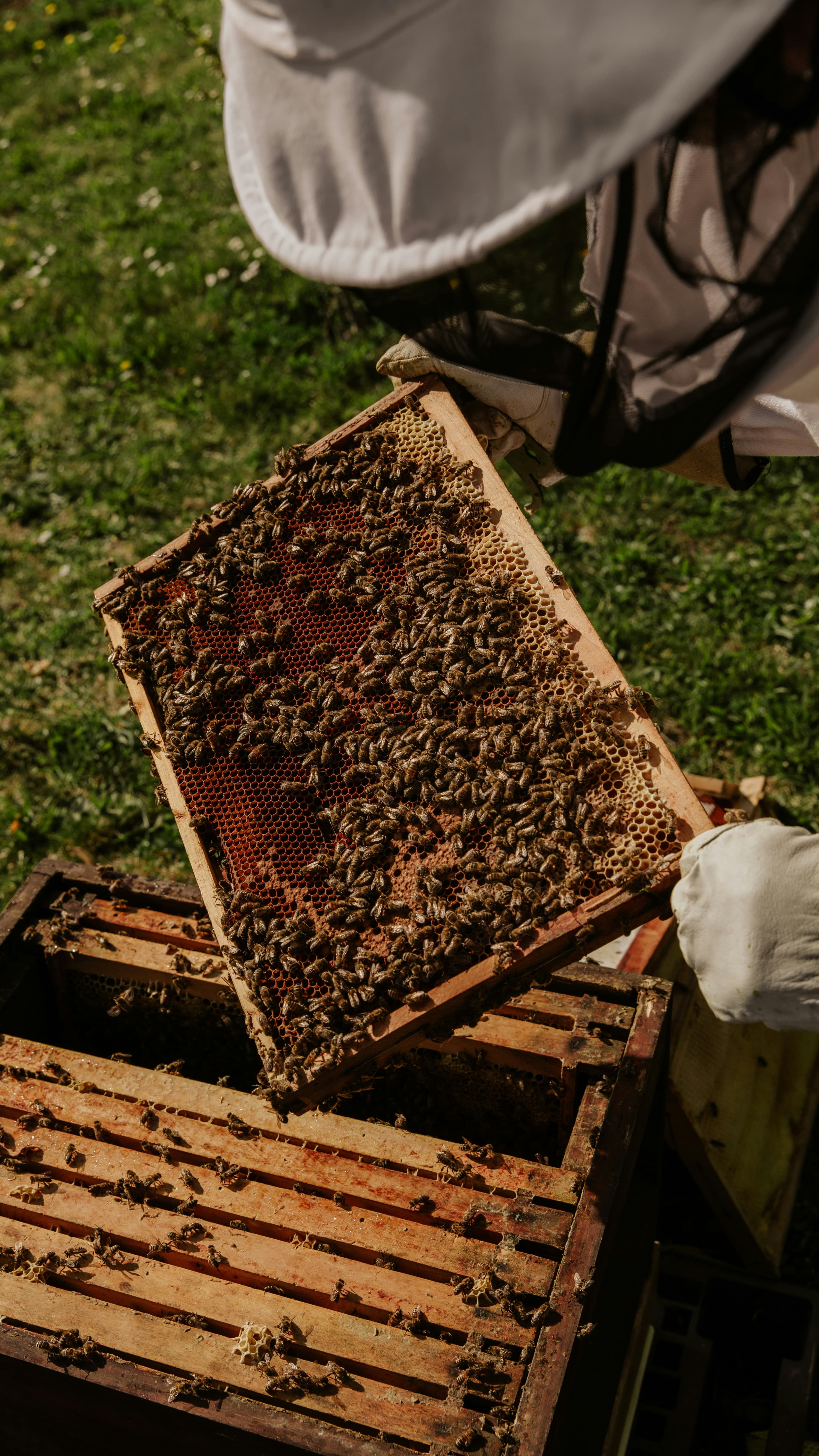 Sustainable Beekeeping